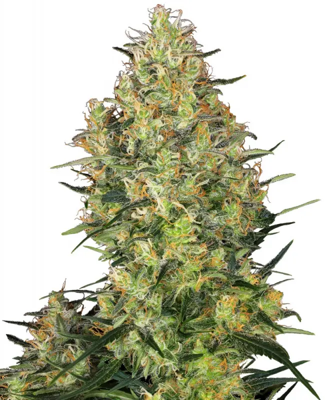 Shiva Skunk - 3 ks feminizovaná semínka Sensi Seeds