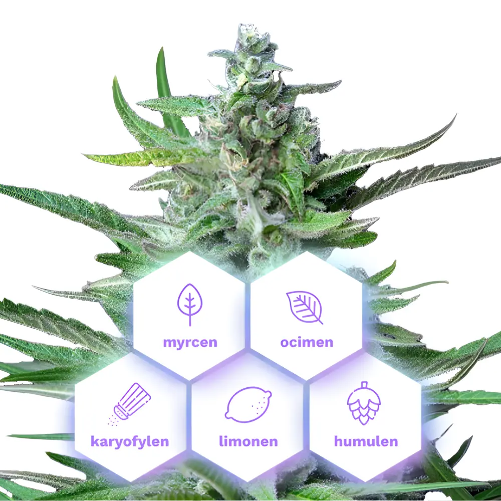 Special Kush 1 - feminizovaná semena konopí, 3 ks, Cannapio