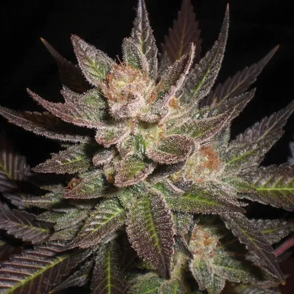G13 Labs Purple Haze feminizovaná semena