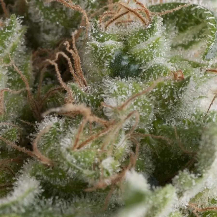 Pyramid Seeds American Pie Auto feminizovaná semena