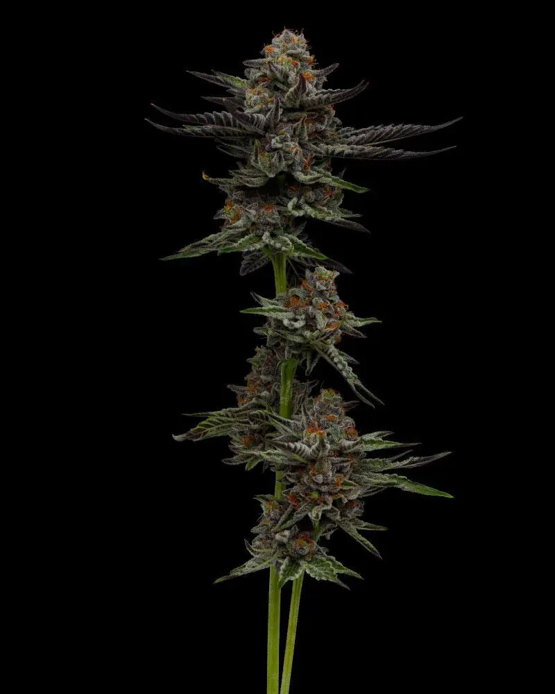 Humboldt Seed Company Vanilla Créme Pie feminizovaná semena