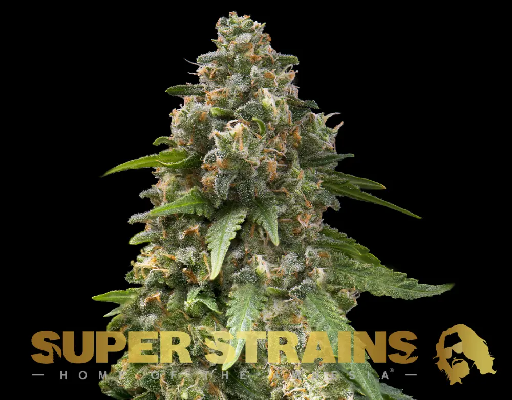 Super Strains Enemy of the State feminizovaná semena
