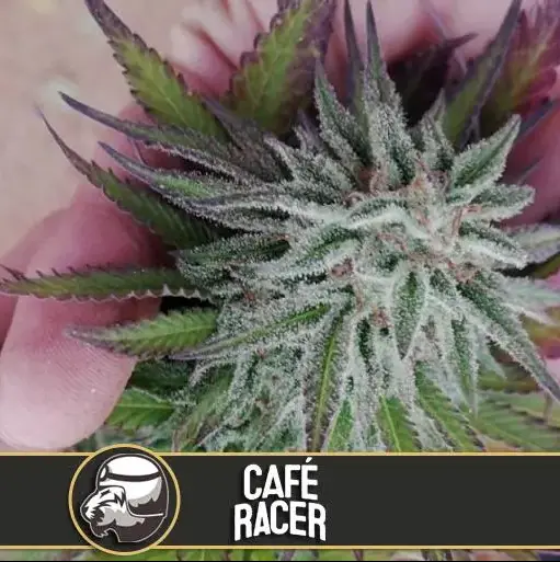 Blimburn Seeds Cafe Racer feminizovaná semena, 3 ks