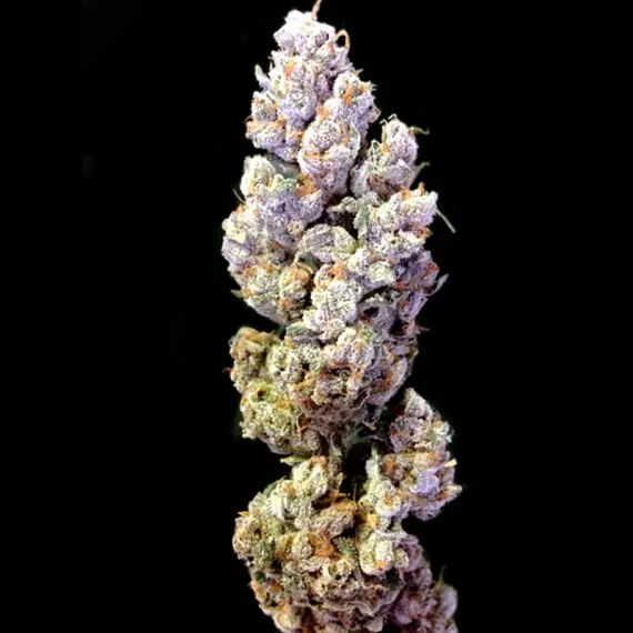 DNA Genetics Crocketts Sour Banana Sherbet regulérní semena