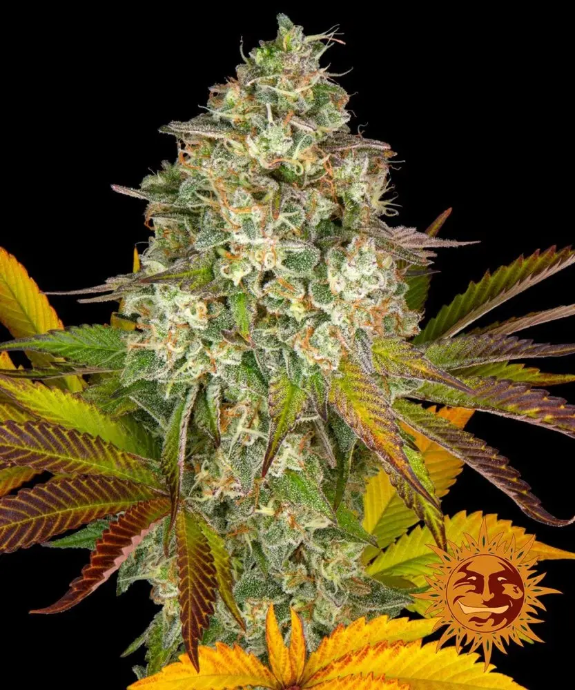 OG Kush Auto - samonakvétací semena, 10 ks, Barneys Farm