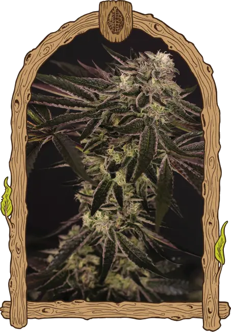 Purple Shot - feminizovaná semena, 3 ks, Exotic Seed