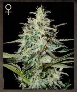 Greenhouse Strain Hunters White Lemon feminizovaná semena