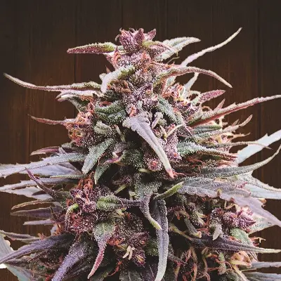 Ace Seeds Purple Haze x Malawi feminizovaná semena