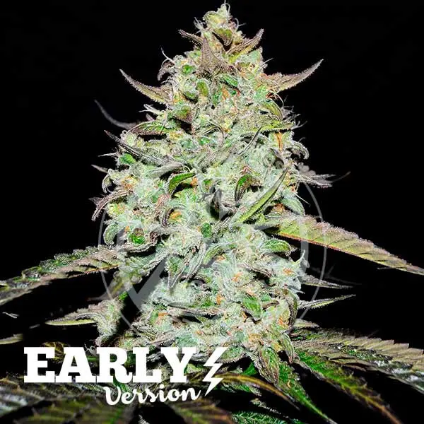 Delicious Seeds Lemon Gazzy F1 Early Version feminizovaná semena