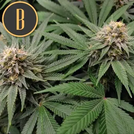Blimburn Seeds Gorilla G4 feminized seeds, 6 ks