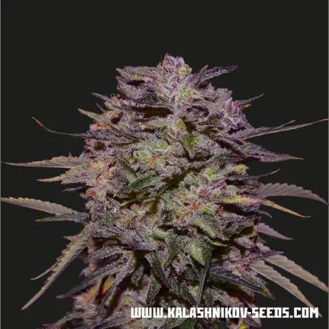 Kalashnikov Seeds Purple Russian Express feminizovaná semena