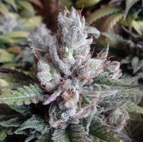 Alien OG feminizovaná semena