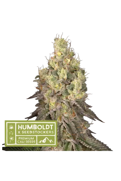 Seedstockers x Humboldt Mack and Crack regulérní semena, 10 ks