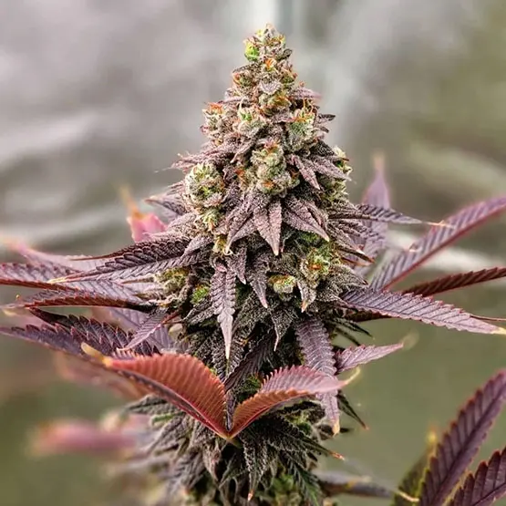 Ethos Genetics Punchberry Cookies RBX feminizovaná semena