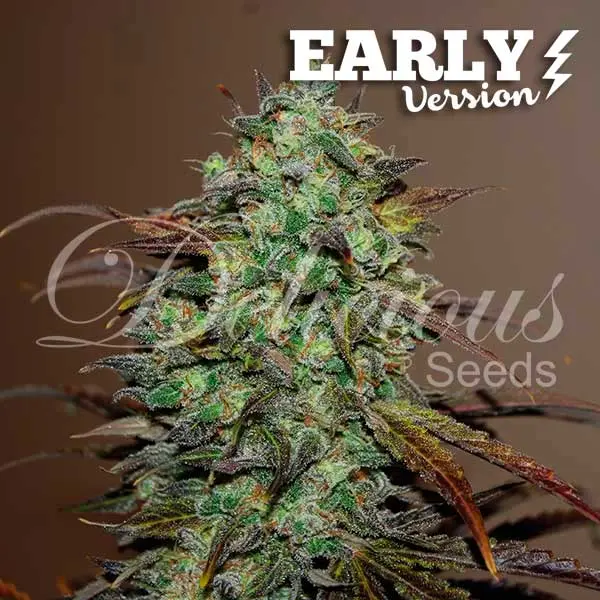 Delicious Seeds Eleven Roses Early Version feminized seeds