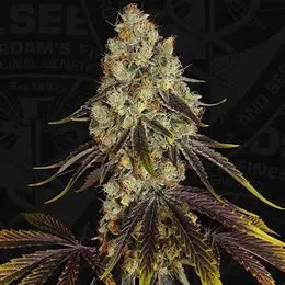 T.H. Seeds French Kisz regulérní semena