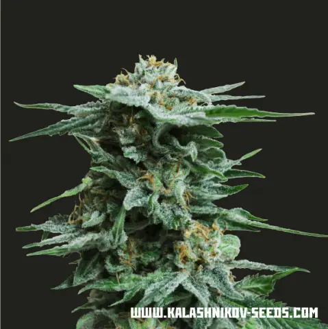 Kalashnikov Seeds AK Kush feminizovaná semena