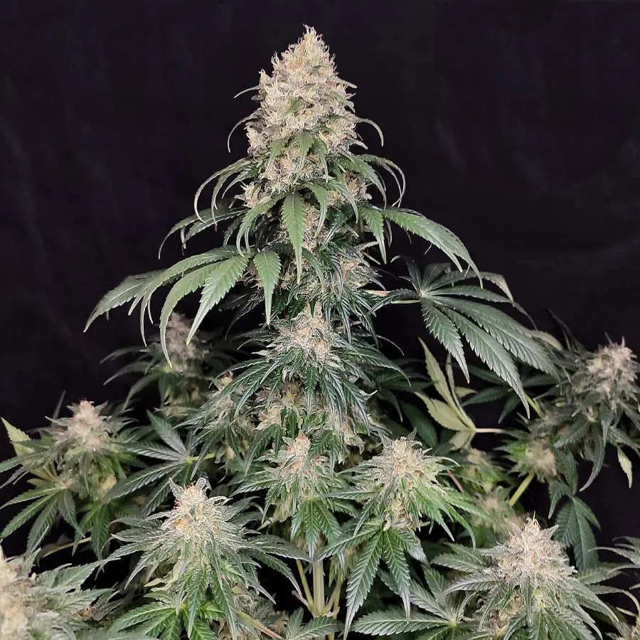 Medikit - feminizovaná semínka, 3 ks, Buddha Seeds