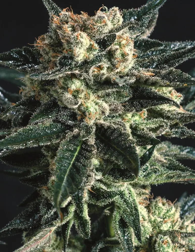 Super CBDx AK 47 x SCBDX feminizovaná semena