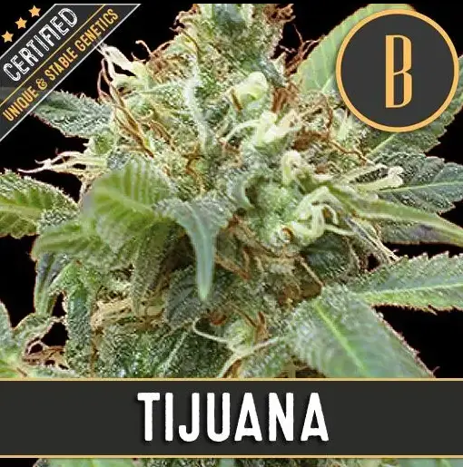 BlimBurn Seeds Tijuana feminizovaná semena