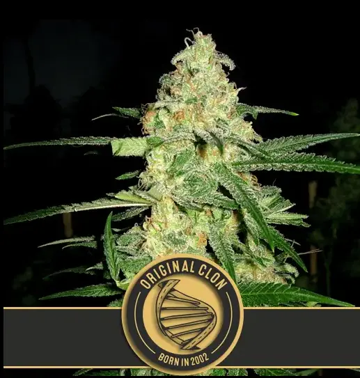 Blimburn Seeds Original Clon feminizovaná semena, 6 ks