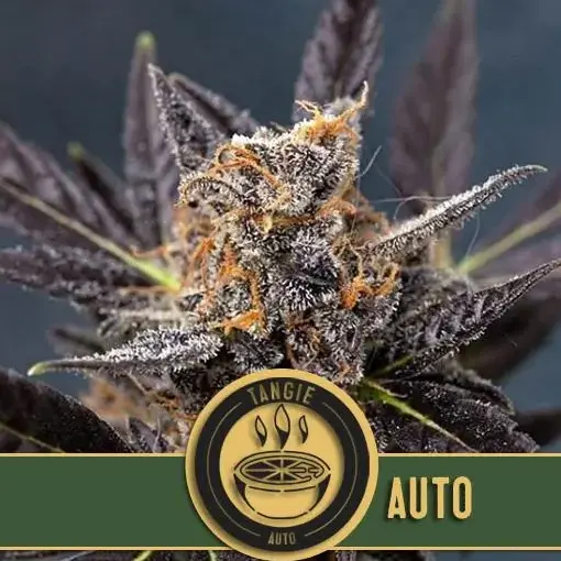 Blimburn Seeds Tangie Auto samonakvétací semena, 9 ks