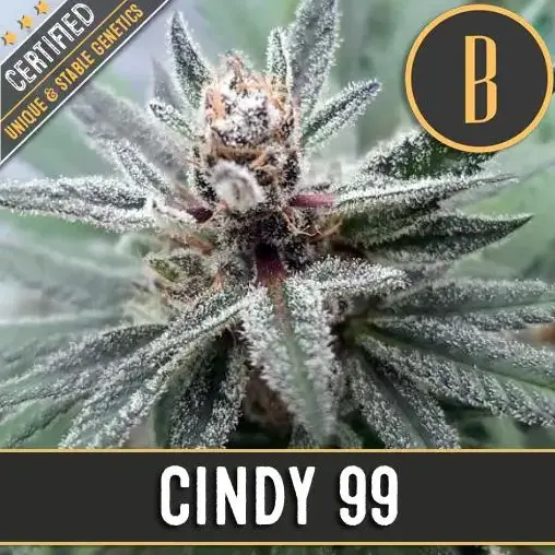 BlimBurn Seeds Cindy 99 feminizovaná semena