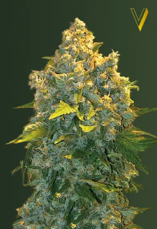 Victory Seeds Chronic Monster XXL Auto feminizovaná semena
