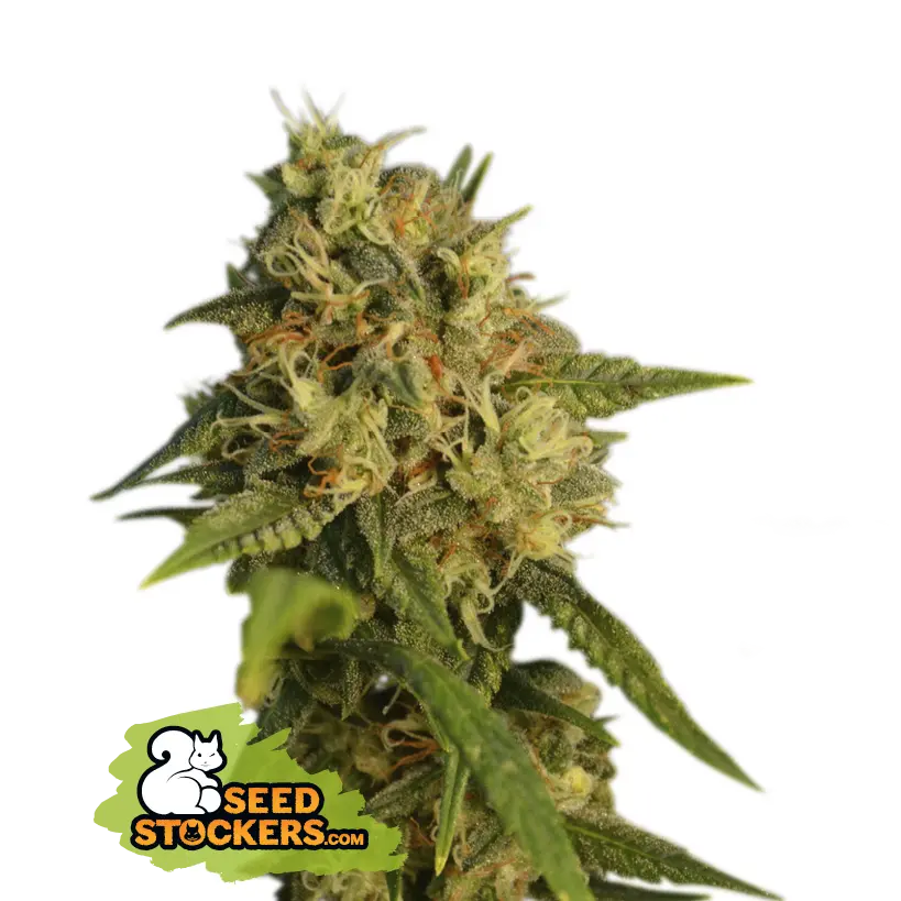 Seedstockers O.G. Kush feminizovaná semena