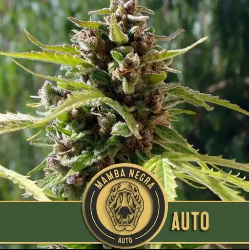 BlimBurn Seeds Mamba Negra Auto samonakvétací semena