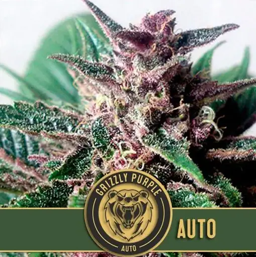BlimBurn Seeds Grizzly Purple Auto samonakvétací semena