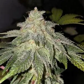 T.H. Seeds Froot Loops regulérní semena