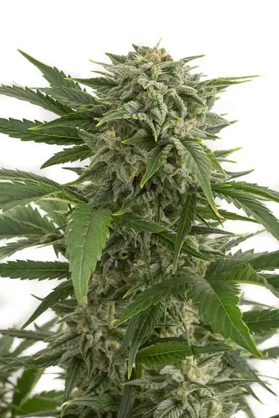 Bubba Kush Auto - fem. a samonakvétací semínka 3ks Dinafem