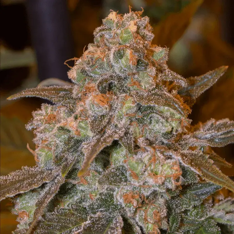 Gorilla Frost - feminizované semena 10ks, Silent Seeds