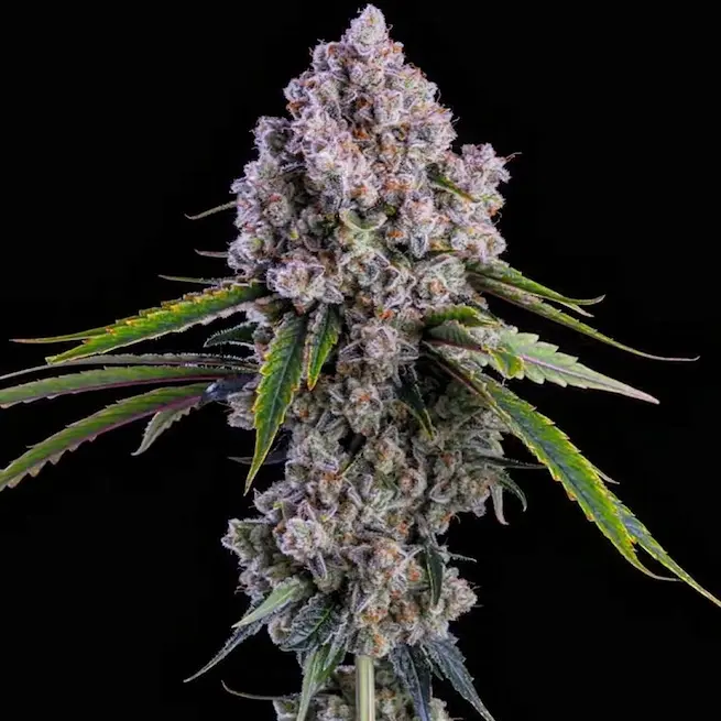 Ethos Genetics Pepe Silvia R1 feminizovaná semena