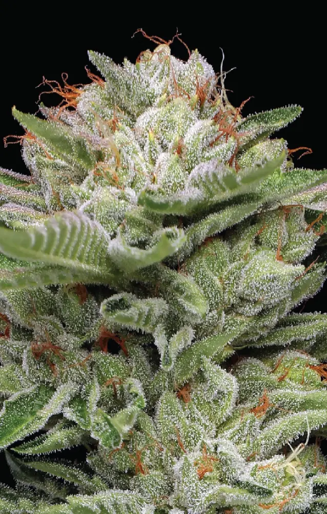 Humboldt Seed Company Durban Poison Auto samonakvétací feminizovaná semena