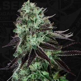 T.H. Seeds Darkstar Kush feminizovaná semena