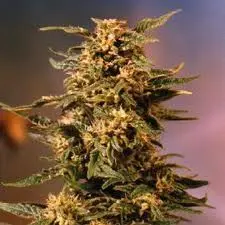 Voodoo – feminizované semena 10 ks Dutch Passion