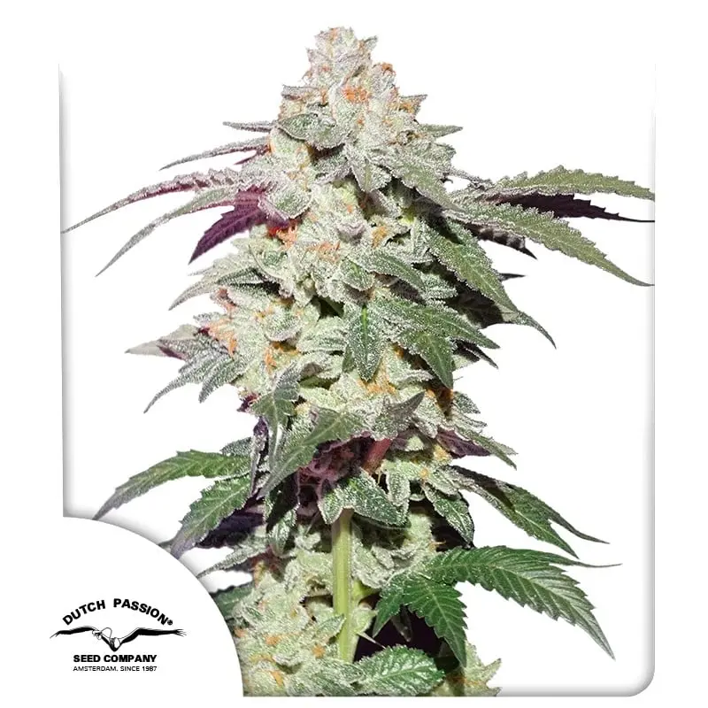 Skywalker Haze® - feminizovaná semínka 3 ks Dutch Passion