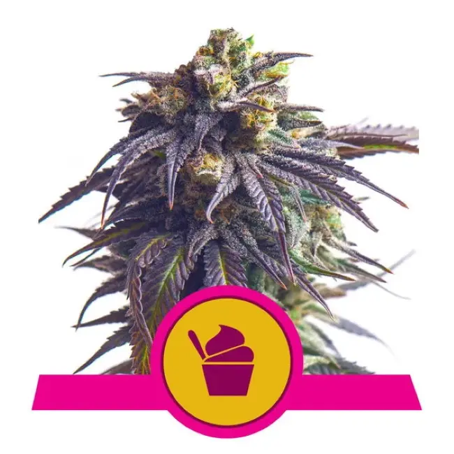 Sundae Driver Feminizovaná Semena 5
