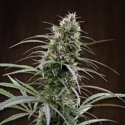 Ace Seeds Congo feminizovaná semena
