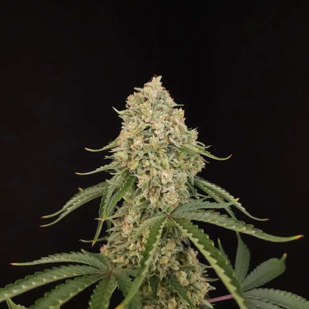 Paradise Seeds Tropical Fruit Cake feminizovaná semena