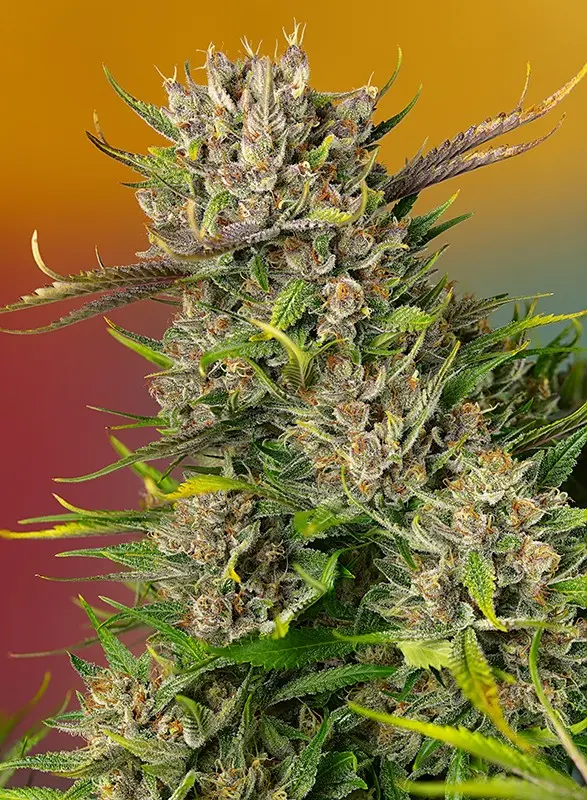 Sweet Seeds Papaya Zoap Auto samonakvétací semena