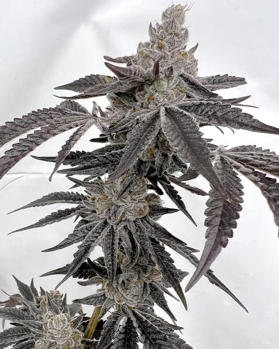 Solfire Gardens Ice Cold feminizovaná semena, 6 ks