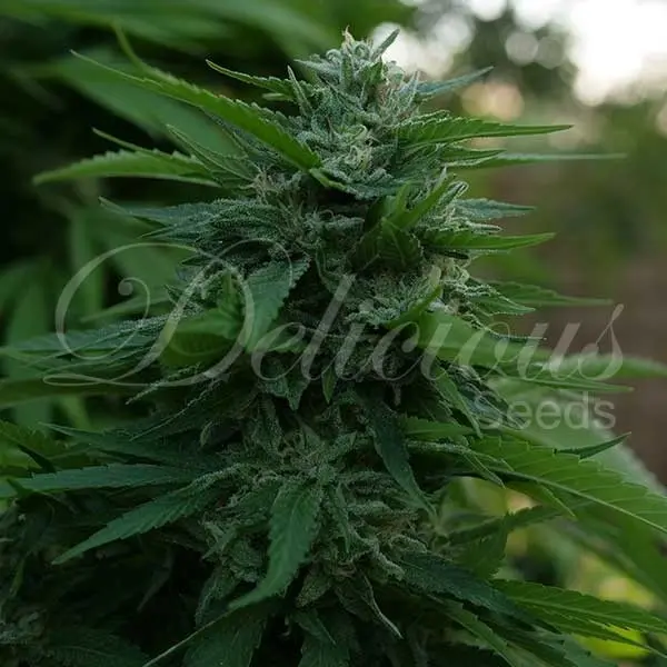 Delicious Seeds Lord Kush feminizovaná semena