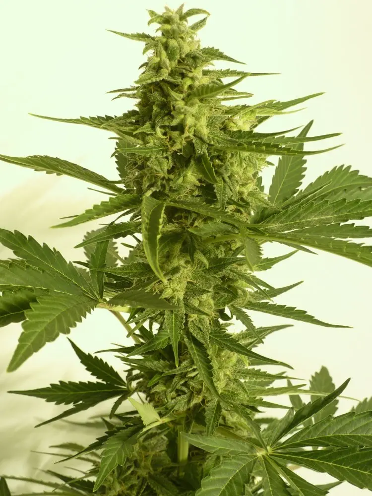 T.H. Seeds Auto Critical HOG samonakvétací semena