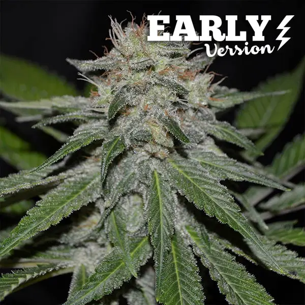 Delicious Seeds Critical Neville Haze Early Version feminizovaná semena