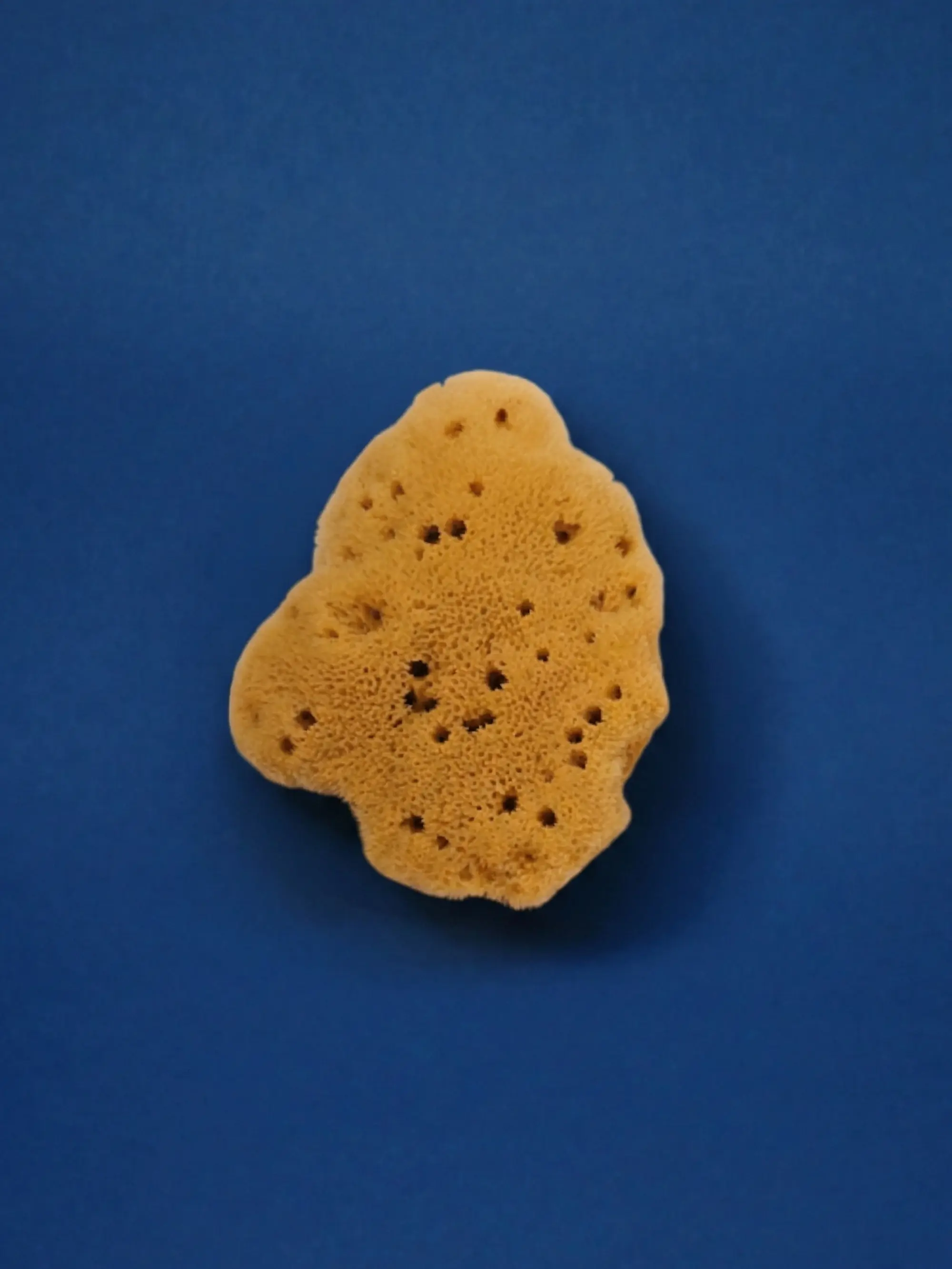 SEA SPONGE Mini