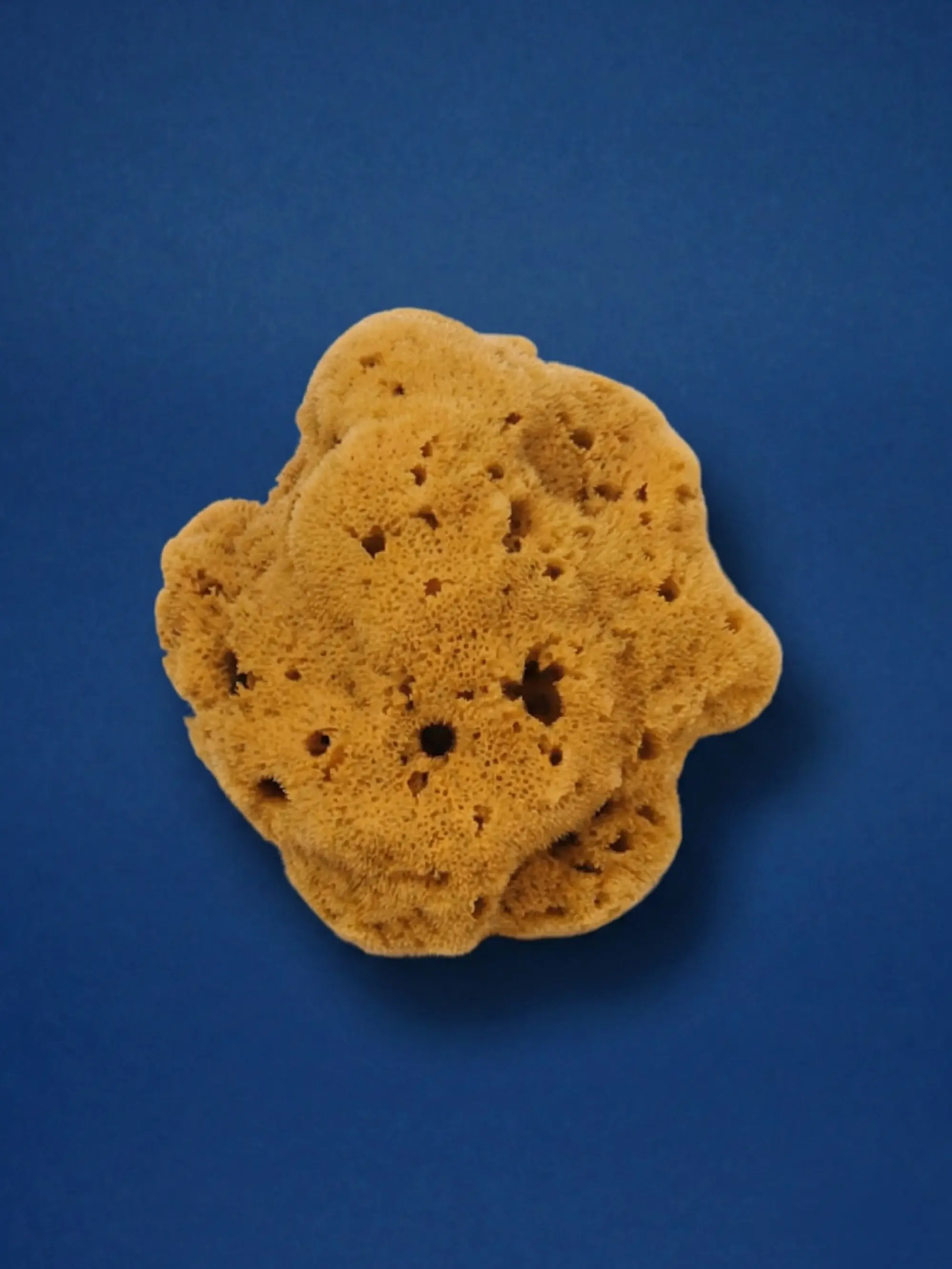 SEA SPONGE Small