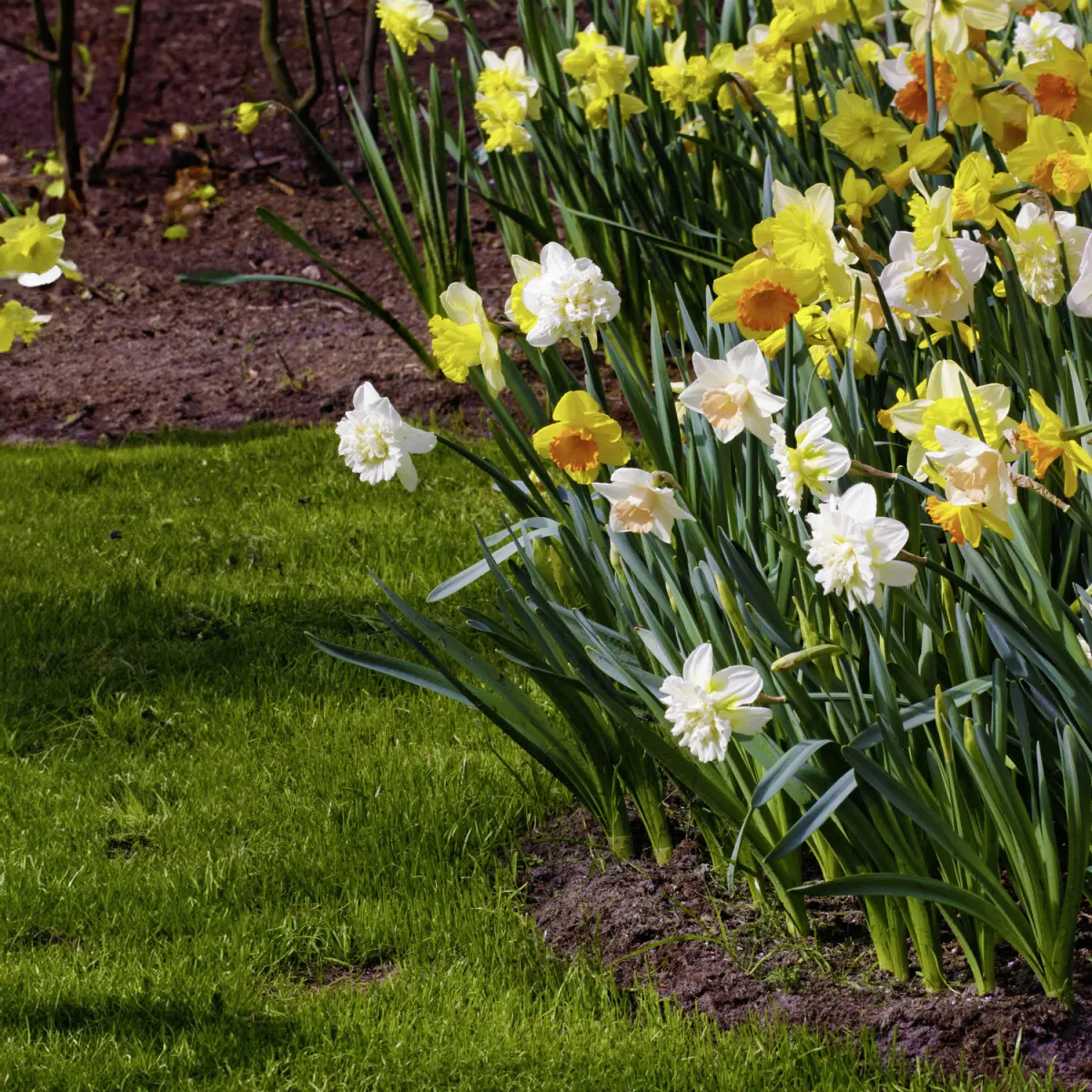 35dílná směs narcisů